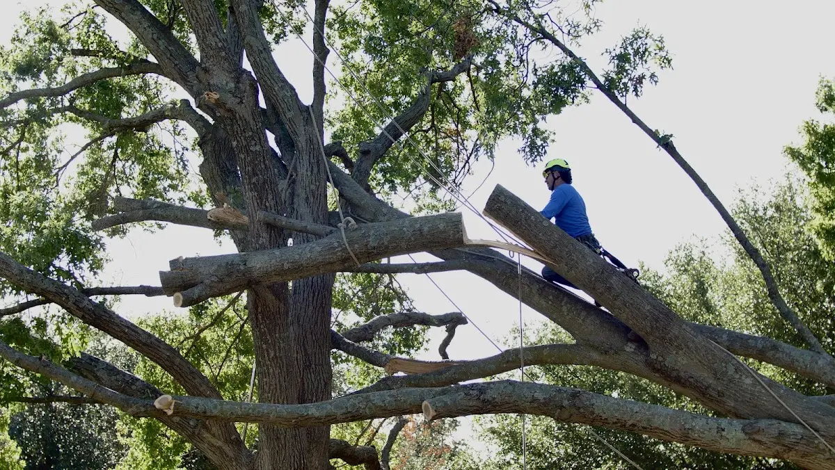 Professional Crown Thinning performed by certified arborists in Alexandria